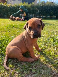 Cuccioli di Rhodesian Ridgeback