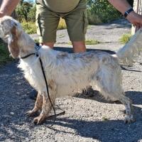 Cani dacaccia setter inglese