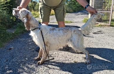 Cani dacaccia setter inglese