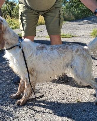 Cani dacaccia setter inglese