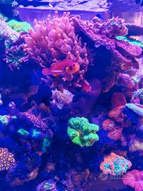 Pesci acquario marino pagliacci naked