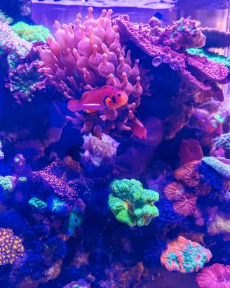 Pesci acquario marino pagliacci naked