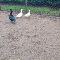 Anatre Pechino e mute cairina moscata selvatica