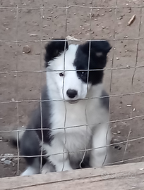 Border collie