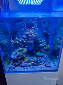 Acquario marino completo