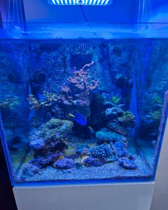 Acquario marino completo