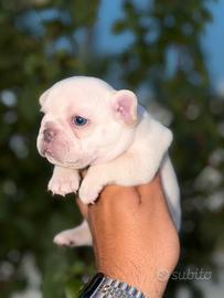 Femmina bulldog francese