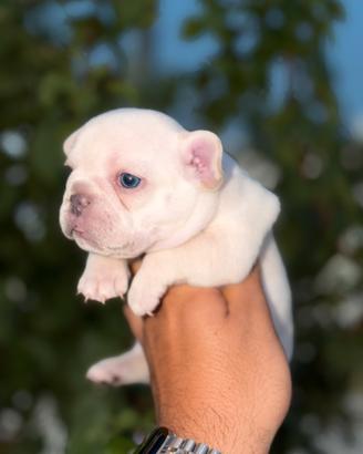 Femmina bulldog francese