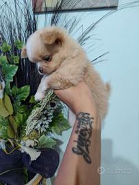 Chihuahua pelo lungo