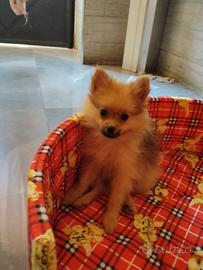 Volpino di Pomerania femmina