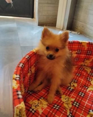 Volpino di Pomerania femmina