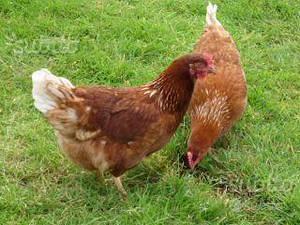 Galline ovaiole rosse