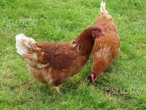Galline ovaiole rosse