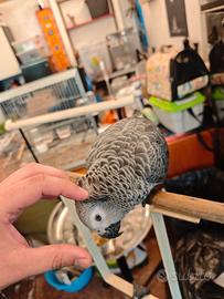 Pappagallo cenerino coda rossa buonissimo parlante