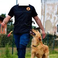 Golden Retriever per Monta LINEA LAVORO