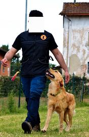 Golden Retriever per Monta