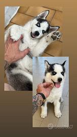Cucciolo di Husky
