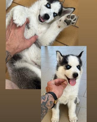 Cucciolo di Husky