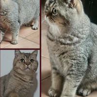 Cucciolone di british shorthair sterilizzato pedig
