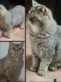 Cucciolone di british shorthair sterilizzato pedig