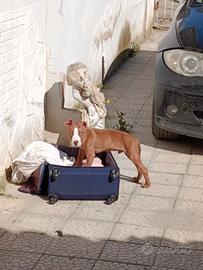 Cane Pitbull Red noise