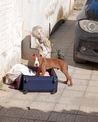 Cane Pitbull Red noise