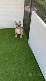 Cuccioli di bulldog francese