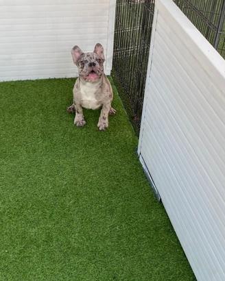 Cuccioli di bulldog francese