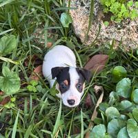 Maschio jack russel