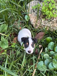 Maschio jack russel