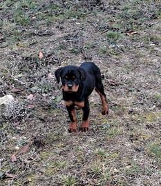 Rottweiler