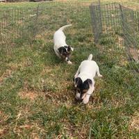 Femmine jack russell terrier