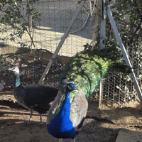 Pavoni da cova naturale per amanti degli anima