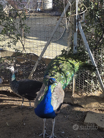 Pavoni da cova naturale per amanti degli anima