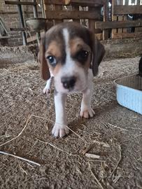 Cuccioli di beagle