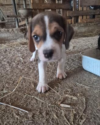 Cuccioli di beagle