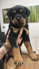 Cucciole di Rottweiler