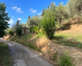 Oliveto Uliveto terreno agricolo 120 olivi 2840m