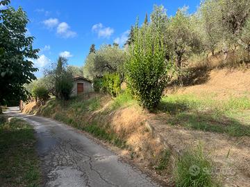 Oliveto Uliveto terreno agricolo 120 olivi 2840m