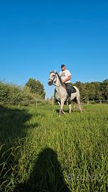 Cavalla Frisona-Ungherese