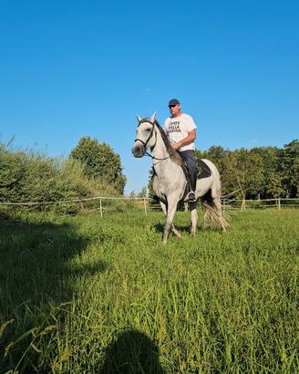 Cavalla Frisona-Ungherese