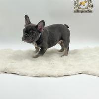 Dolcissimo bulldog francese total blu