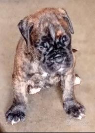 boxer cuccioli tigrati