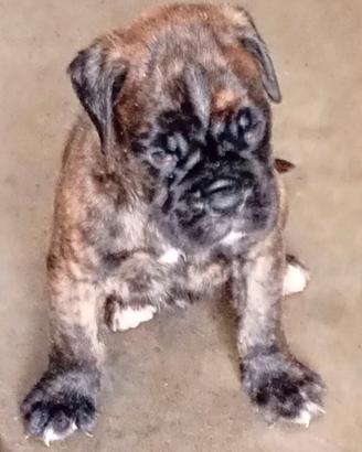 boxer cuccioli tigrati