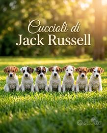 Cuccioli di Jack Russell
