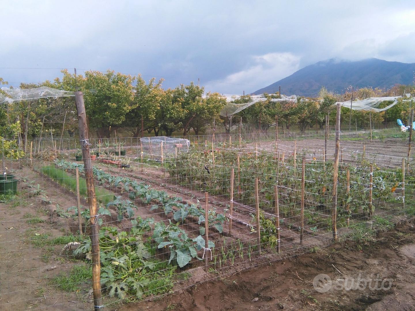 Orti alle falde del Vesuvio - Vista 2