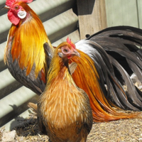 Pollo razza Phoenix