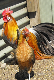 Pollo razza Phoenix