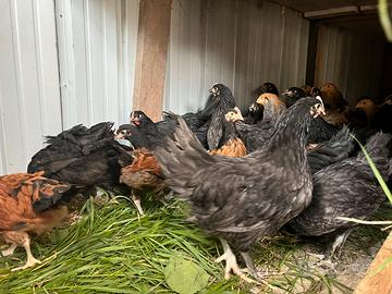 Polastre di galline ornamentali