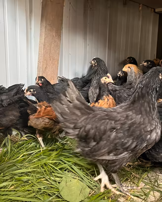 Polastre di galline ornamentali